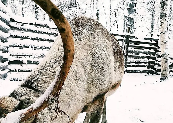Sky Igloo With Private Sauna And Hot Tub Villa Levi