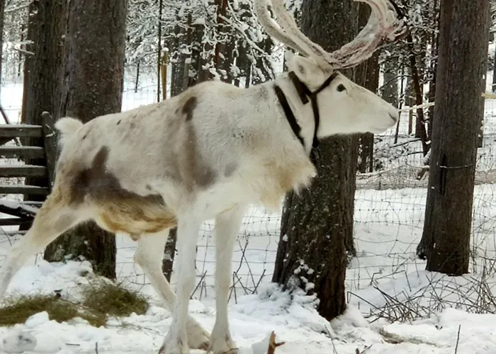 Sky Igloo With Private Sauna And Hot Tub *